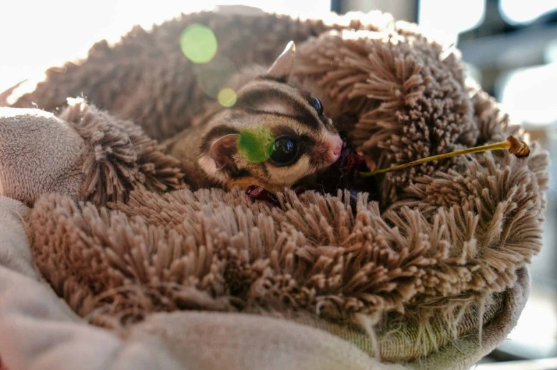Someone holds a sugar glider