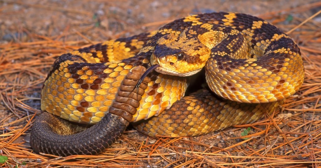 bitten by a snake