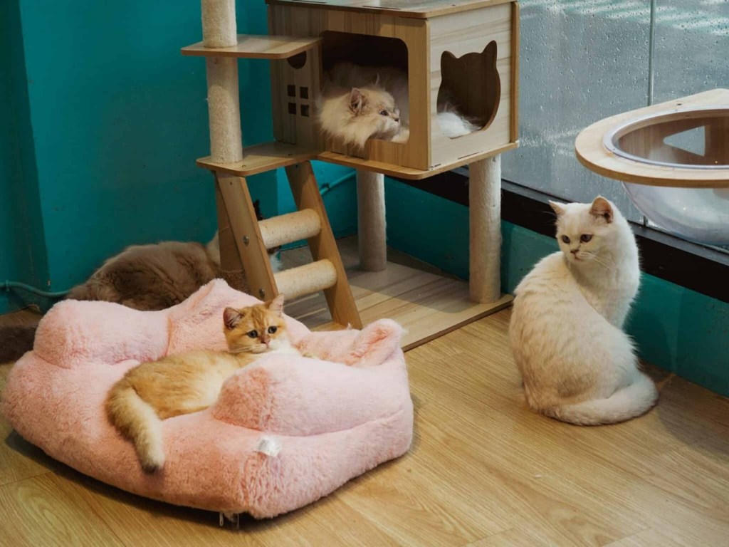 cat cafes