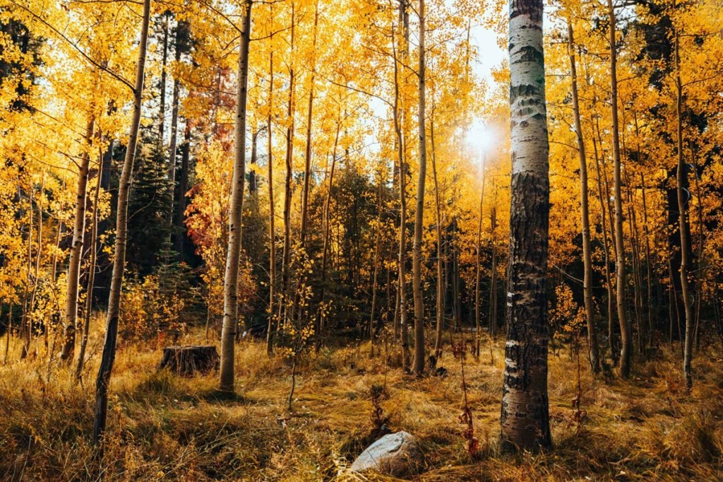 leaf-peeping in New Mexico