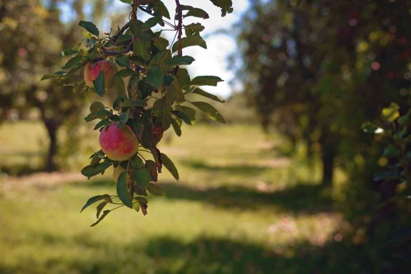 orchards in New Mexico