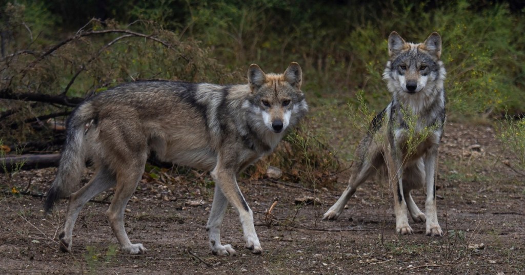 Two New Mexico wolves